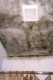 Mold Remediation